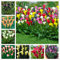 Giant calla lily bulbs | Callas Mixed | Summer flowering flower bulbs | Balcony and Garden Flowers-mixed color Seeds: Only Seeds