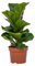 Geigen-Feige - Ficus Lyrata - Zimmerpflanze - Ø12cm - 30cm