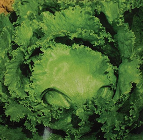 Lechuga icebergGreat Lakes 118 - hojas verde oscuro - semilla