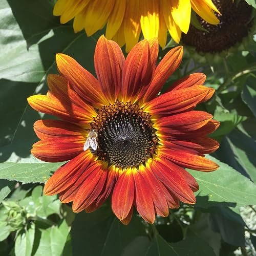 250 Samen rot, bronze blühenden Sonnenblume der Sorte Herbstschönheiten mit viele bunte Blüten, Sonnenblumensamen lat. Helianthus, Saatgut mit rot-orangenen Blüten, Bienenmagnet Sonnen Blumen, Garten