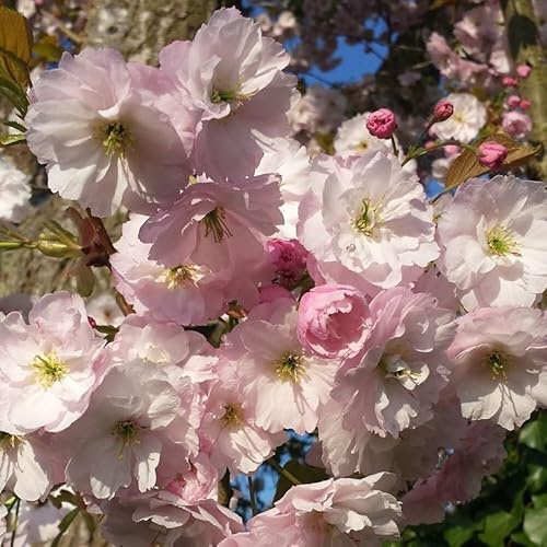 Plant Theory 2m - 2.5m Kiku-shidare-zakura Flowering Cherry Blossom Tree Prunus 9L Pot