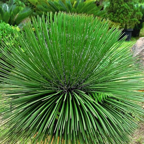 Agave Geminiflora, Agave Bonapartea foto reali vaso 24cm