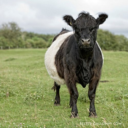 Belted Galloway Kuh Grußkarte mit Sound