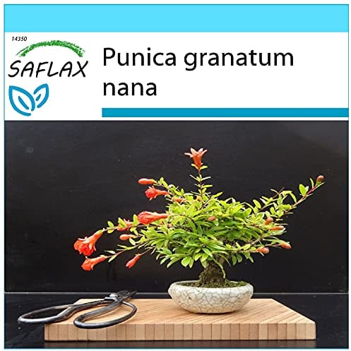 SAFLAX - Set regalo - Granado enano - 50 semillas - Con caja regalo/envío, etiqueta para envío, tarjeta de felicitación y sustrato de cultivo y fertilizante - Punica granatum nana