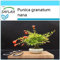 SAFLAX - Set regalo - Granado enano - 50 semillas - Con caja regalo/envío, etiqueta para envío, tarjeta de felicitación y sustrato de cultivo y fertilizante - Punica granatum nana