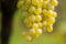 Weintraube Vitis hell – 60-100 cm | Weinrebe im 2-Liter-Topf | Ertragreiche Weintrauben für Garten Terrasse und Balkon