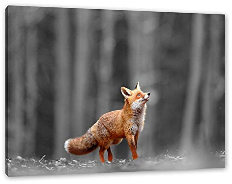 Pixxprint Neugieriger Fuchs im Herbstwald B&W Detail, Größe: 80x60cm, Leinwandbild, fertig gespannt, Wandbild, Dekoration, Kunstdruck, kein Poster