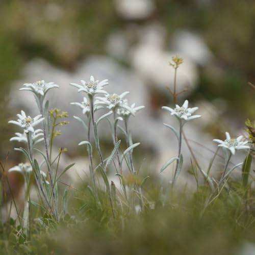 250 pcs edelweiss deko samen - pflanzenkübel mini garten Leontopodium alpinum,Alpen-Edelweiß balkonpflanzen winterhart winterharte balkonpflanzen kräutergarten geschenk wiesensaatgut