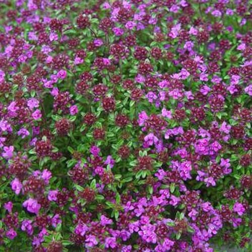 6 x Thymian 'Creeping Red' - Thymus Praecox Topf 9x9cm: Kriechender Bodendecker in leuchtendem Rot