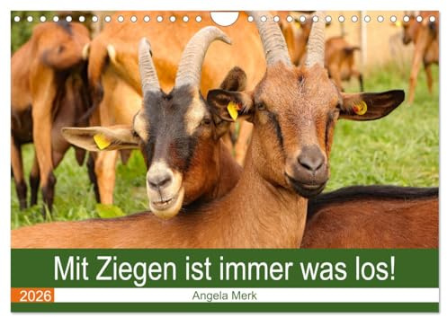 Mit Ziegen ist immer was los! (Wandkalender 2026 DIN A4 quer), CALVENDO Monatskalender: Mit Ziegen kommt keine Langeweile auf! (CALVENDO Tiere)