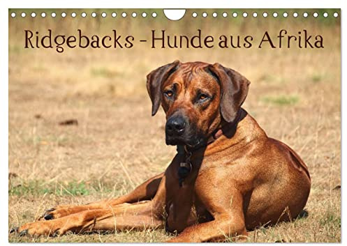 Ridgebacks - Hunde aus Afrika (Wandkalender 2026 DIN A4 quer), CALVENDO Monatskalender: Faszination Rhodesian Ridgeback - ein Portrait dieser tollen Rasse (CALVENDO Tiere)
