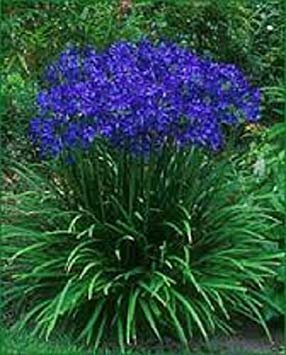 25+ Agapanthus Blaue Lilie des Nils Semi di Fiori/Perenni