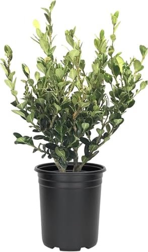 Boj - Buxus - Planta Arbustiva de Exterior Perfecta para Jardines