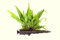Dekoimtrend Saugwurzel Microsorum pteropus auf Wurzel+Sauger Wasserpflanze