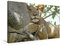Premium Textil-Leinwand 90 x 60 cm Quer-Format Löwen auf Feigenbäumen | Wandbild, HD-Bild auf Keilrahmen, Fertigbild auf hochwertigem Vlies, Leinwanddruck von Flori0