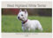 West Highland White Terrier - Selbstbewustes Powerpaket - der Westie (Wandkalender 2026 DIN A2 quer), CALVENDO Monatskalender: Kleine weiße ... festgehalten worden. (CALVENDO Tiere)