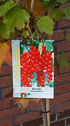 Ribes rubrum 'Rovada' Stämmchen 90 cm, 5 L – Winterhart, Mehrjährig, Pflegeleicht – Rote Johannisbeere – Obstgehölz für Garten & Naschhecke