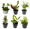 6 Indoor House Plants in 9cm Pots, Mix of Real Plants for Indoors. Ideal Live Plants for Your Home to Grow in Your bedrooms, bathrooms, Kitchens and Living Rooms. from Newlands