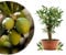 Meine Orangerie Olivenbaum Bonsai - echtes Olivenbäumchen - Olea Europaea - Olive Tree - altes Olivenstämmchen in der Schale - Bonsai Olive mit kurzem Stamm (Schale Ø 15 cm)