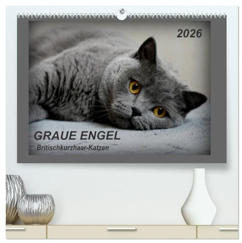 GRAUE ENGEL Britischkurzhaar-Katzen (hochwertiger Premium Wandkalender 2026 DIN A2 quer), Kunstdruck in Hochglanz: Traumhafte Porträtfotos von Britischkurzhaar-Katzen (CALVENDO Tiere)