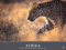 Afrika - Edition Alexander von Humboldt Kalender 2026: Alexander von Humboldt-Reihe. Hochwertiger Foto-Wandkalender mit atemberaubenden ... Alexander von Humboldt Kalender Heye)