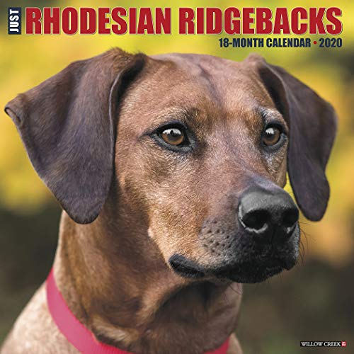 Just Rhodesian Ridgebacks 2020 Calendar