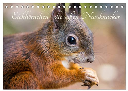 Eichhörnchen - die süßen Nussknacker (Tischkalender 2026 DIN A5 quer), CALVENDO Monatskalender: Die kleinen Nussknacker erobern unsere Herzen (CALVENDO Tiere)