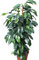 Garden Market Place Indoor Plant -House or Office Plant -Ficus Benjamina- Green Weeping Fig Approx 45cms Tall