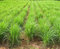 Graines de citronnelle - Cymbopogon citratus - 400 graines