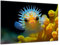 DARO Design - Wand-Bild 6mm HDF 30x20 cm Unterwasser gelber Kugelfisch - Wand-Deko Bilder Wohnzimmer