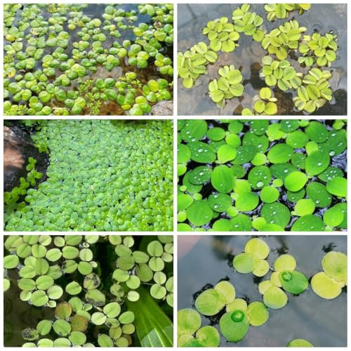 500 Pc Semillas De Estanque De Lenteja De Agua - Plantas Flotantes Semillas De Plantas Acuáticas, Regalo Sostenible De Jardinería Plagas De Agua Para Plantas De Estanque Para Semillas