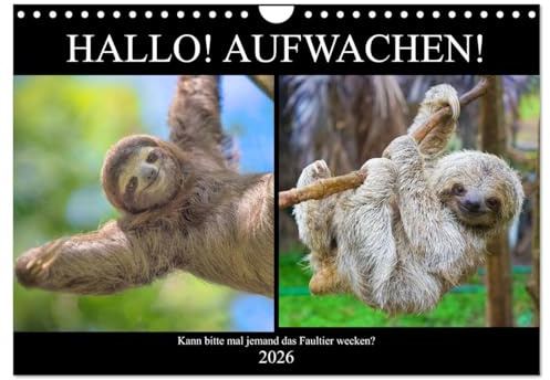 Hallo! Aufwachen! Kann bitte mal jemand das Faultier wecken? (Wandkalender 2026 DIN A4 quer), CALVENDO Monatskalender: Abhängen! Das ganzes Leben lang! (CALVENDO Tiere)