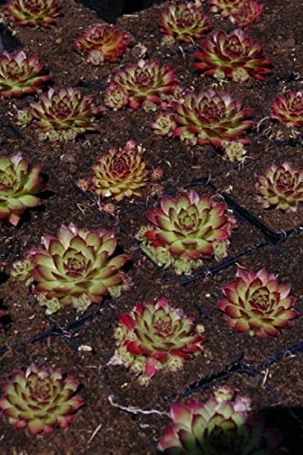 Hauswurz Rogin - Dachwurz - Sempervivum hybr. Rogin Stückzahl Rabatt Einzelpreis
