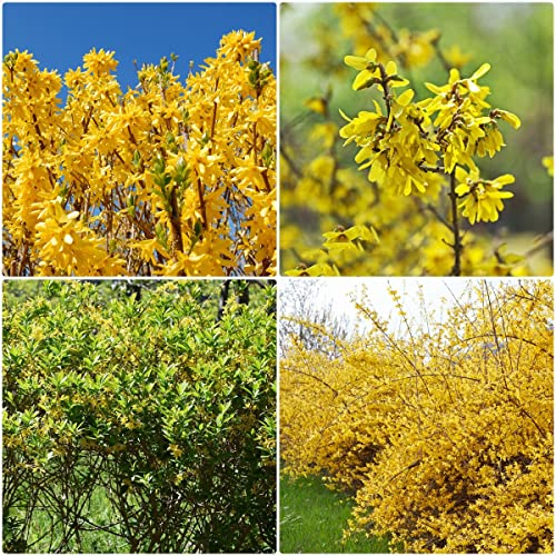 150 Stück forsythie pflanze winterhart samen forsythien - Seltene Pflanzen serie - bonsai bäumchen kaufen gärtnern pflanzensamen zimmerpflanzen geschenk für pflanzenliebhaber
