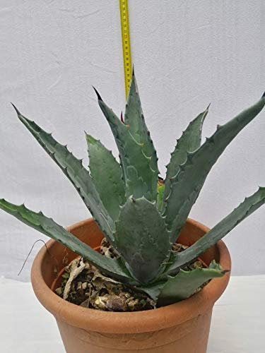 Agave Americana pianta