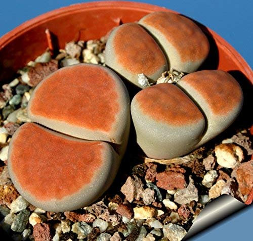 Semillas de perilla morada para plantar | 400 semillas