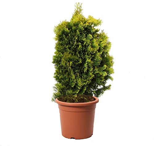 KENTIS - Thuja Smeraldo - Thuja Occidentalis Golden Smaragd - Piante Vere da Esterno Sempreverdi - Pianta da Siepe - H 100-120 cm Vaso da Coltura Ø 24 cm