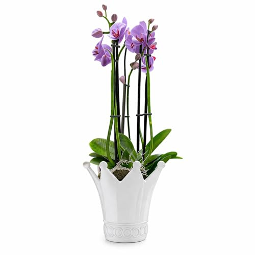 Jumbos Dekowelt Keramik Pflanzgefäß, Kronen-Form, Freistehend, 19x19x16 cm, Weiß/Schwarz/Gold, Glasierte Oberfläche, Dekorativ, Für Indoor & Outdoor (Weiß)