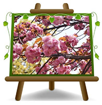 Cereza de flor Kanzan plantas ornamentales – en maceta de 20 cm – Altura 170 cm – 2 años