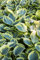 Hosta fluctuans 'Sagae' ca. 11x11 cm Topf - Funkie, grün-gelbe Blätter, ideal für schattige Standorte, pflegeleicht und winterhart