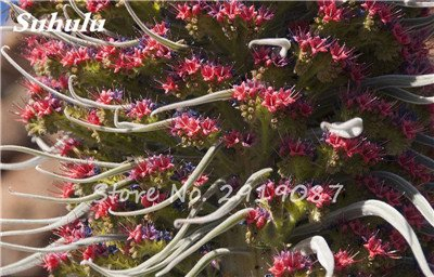Mixed Echium Vulgare Blumensamen 50 PC Bonsai Distel Baum Pflanzgut Samen Stauden Blumen-Garten-Blumensamen zum Verkauf 13