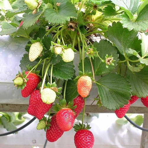 Fresa Planta Frutal Natural Deléitate con las Mejores Bayas Caseras