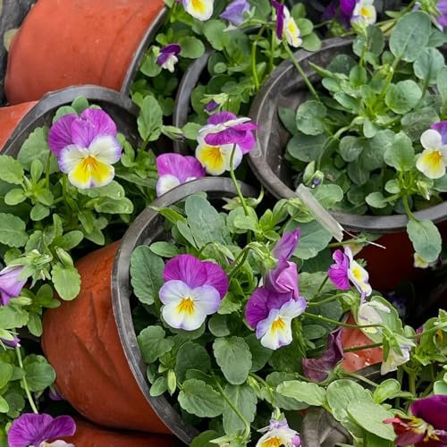 200 pcs stiefmütterchen pflanzen samen saatgut blumen biosaatgut (Viola tricolor) wildblumenwiese saatgut mehrjährig seed blumen samen plants bienenweide saatgut pflanzen samen bienenfreundliche
