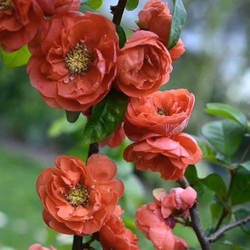 Pianta vera di Chaenomeles speciosa Mango Storm - Diametro Vaso Ø 18 cm