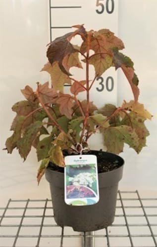Hydrangea quercifolia - Eichenblatthortensie 30-40 cm Container