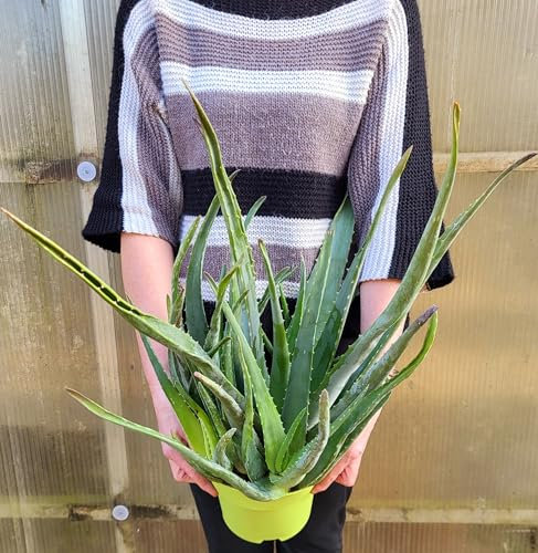 POWERS TO FLOWERS - ALOE VERA 6 ANNI, IN VASO 19cm DIAMETRO, Pianta vera