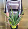 POWERS TO FLOWERS - ALOE VERA 6 ANNI, IN VASO 19cm DIAMETRO, Pianta vera