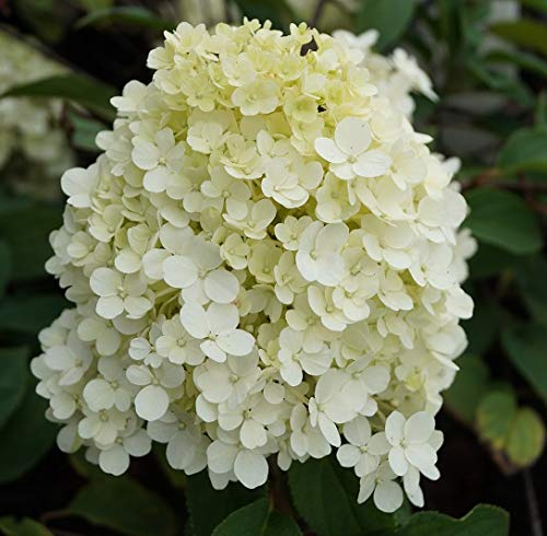 Rispenhortensie `Bobo®´, kompakt wachsend, 40-60cm, im Topf