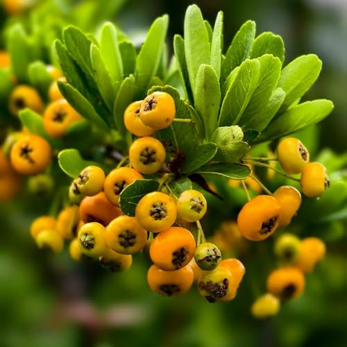 300 pcs Feuerdorn Pflanze Winterhart Samen, säulenobst winterharte pflanzen für garten Pyracantha fortuneana zimmerpflanze samen balkon samen obst pflanzen balkon obstsamen sukkulenten