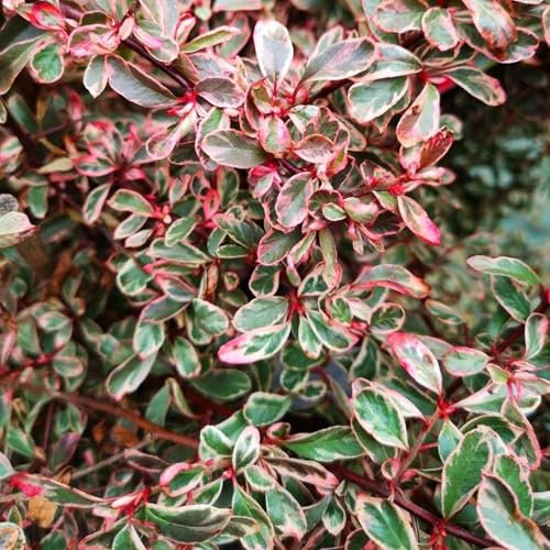 Vivai le Georgiche - Pianta vera di Pyracantha Sparkler Pyracantha coccinea 'Sparkler' Agazzino 'Sparkler' - vaso Ø 18 cm